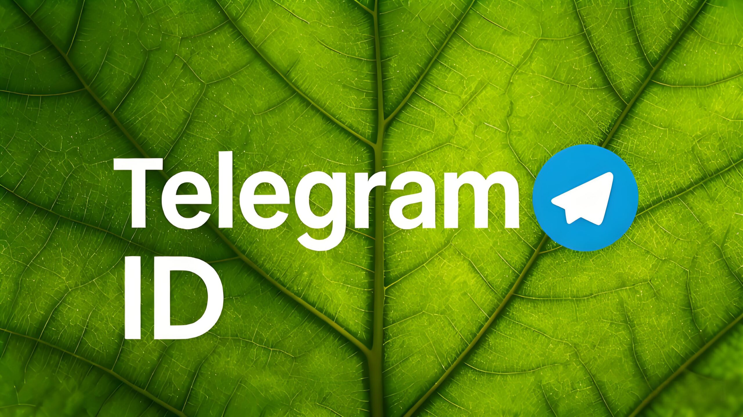Telegram ID vs 使用者名稱全解析:登入、加好友、被搜尋風險與隱私設定大拆解